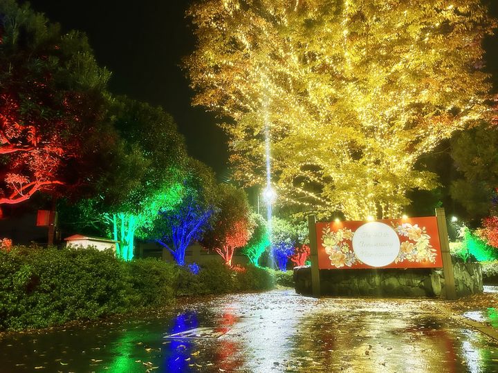 クリスマスツリーの画像のようです