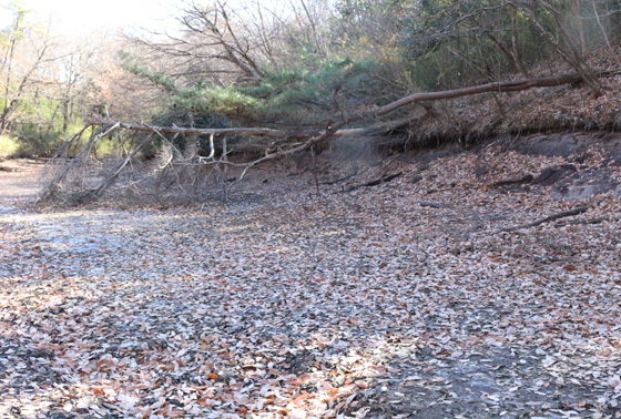 「池の水全部抜く」で水を抜いた日向沼 収録から約50日後